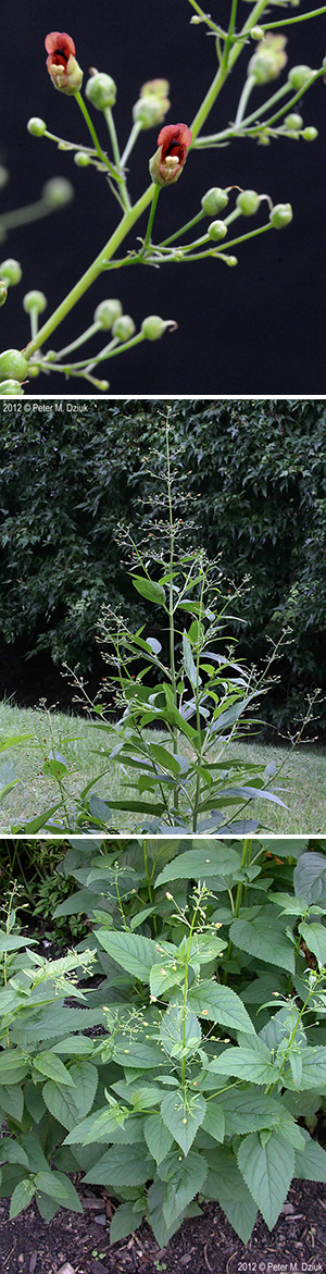 Eastern figwort